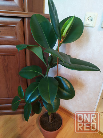 Фикус Робуста Макеевка - изображение 1