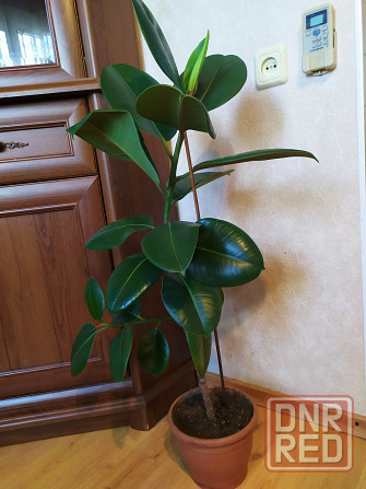 Фикус Робуста Макеевка - изображение 2