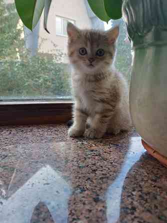 Продаются шотландцы!!! Донецк