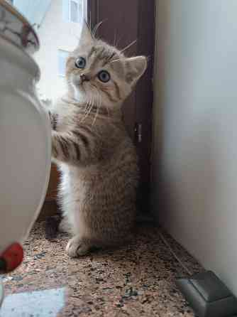 Продаются шотландцы!!! Донецк