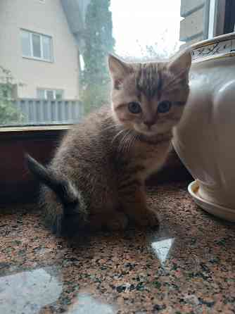 Продаются шотландцы!!! Донецк