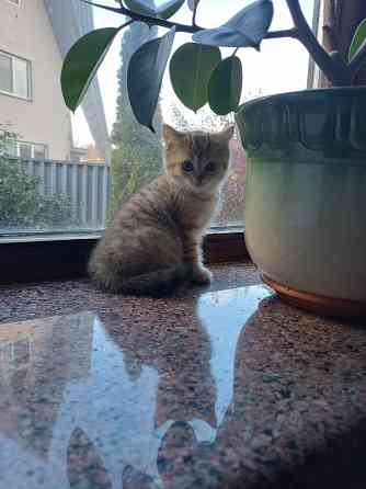 Продаются шотландцы!!! Донецк