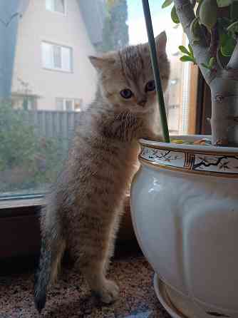 Продаются шотландцы!!! Донецк