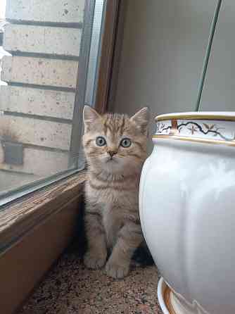 Продаются шотландцы!!! Донецк