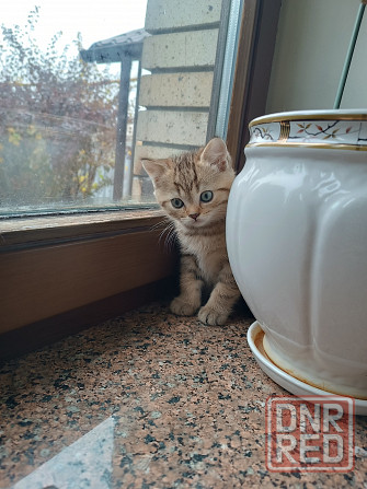 Продаются шотландцы!!! Донецк - изображение 7