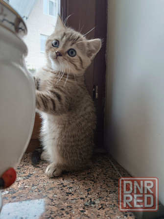 Продаются шотландцы!!! Донецк - изображение 6