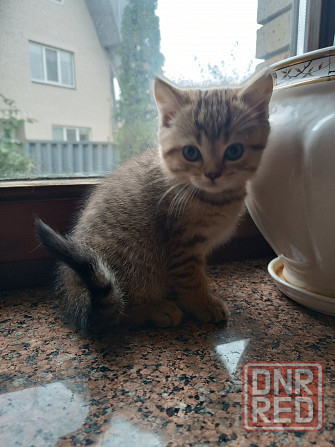 Продаются шотландцы!!! Донецк - изображение 4