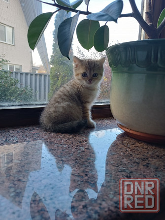 Продаются шотландцы!!! Донецк - изображение 3