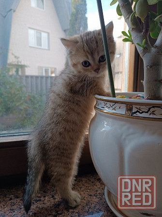 Продаются шотландцы!!! Донецк - изображение 2