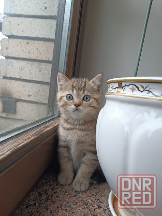 Продаются шотландцы!!! Донецк - изображение 5