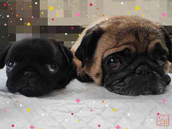 Мопсик щенок Макеевка