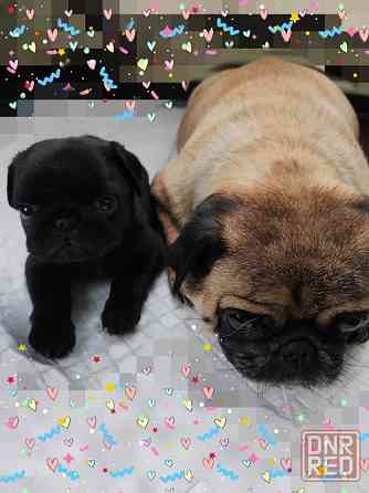 Мопсик щенок Макеевка