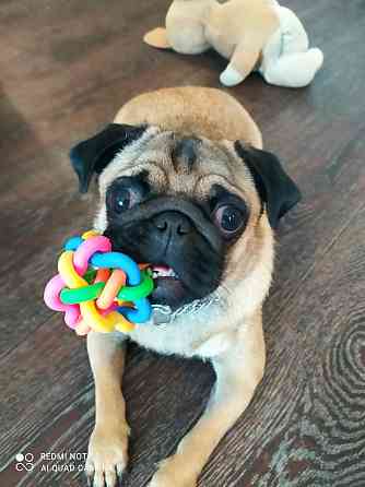 Мопсик щенок Макеевка