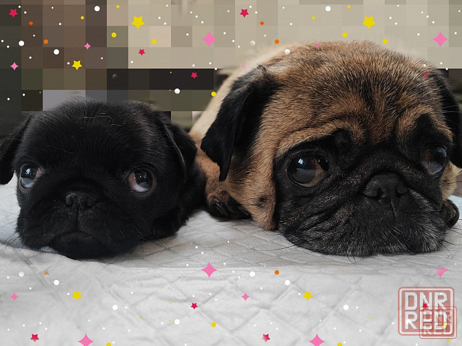 Мопсик щенок Макеевка - изображение 2