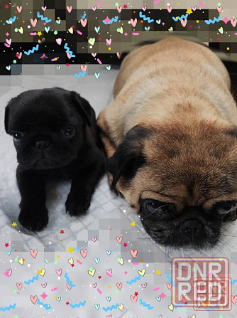 Мопсик щенок Макеевка - изображение 1