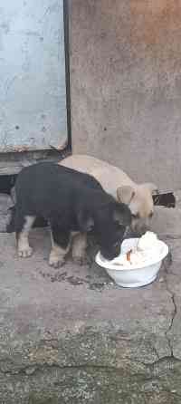 Щенки в добрые руки Донецк