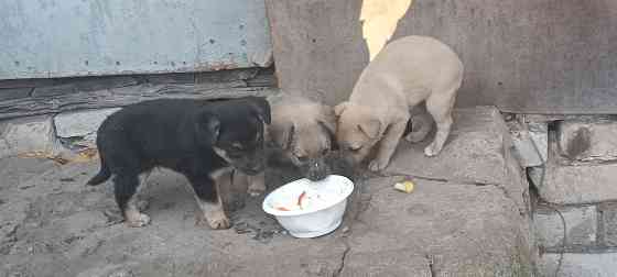 Щенки в добрые руки Донецк