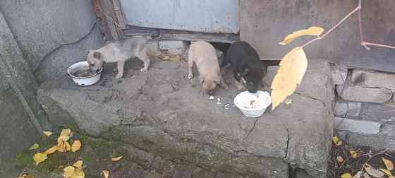 Щенки в добрые руки Донецк