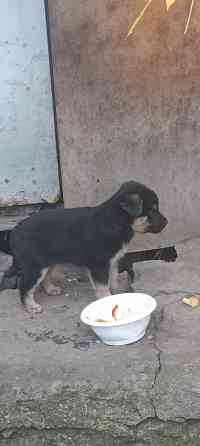 Щенки в добрые руки Донецк