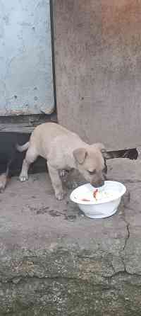 Щенки в добрые руки Донецк