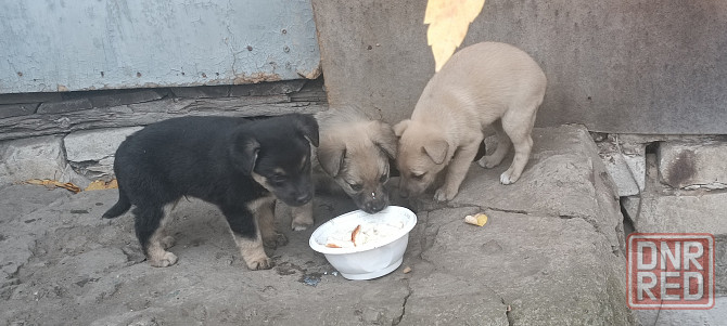 Щенки в добрые руки Донецк - изображение 4