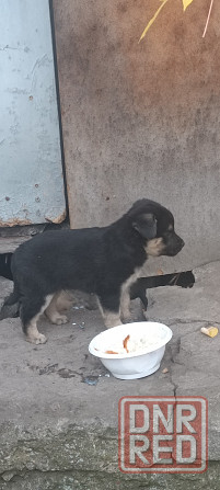 Щенки в добрые руки Донецк - изображение 1