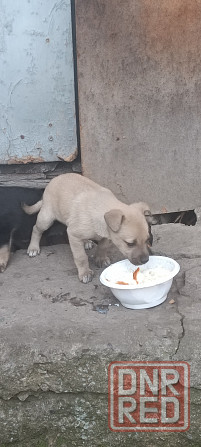 Щенки в добрые руки Донецк - изображение 3