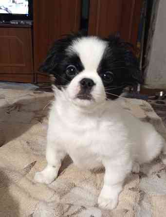 Продаются щенки Японский Хин Донецк