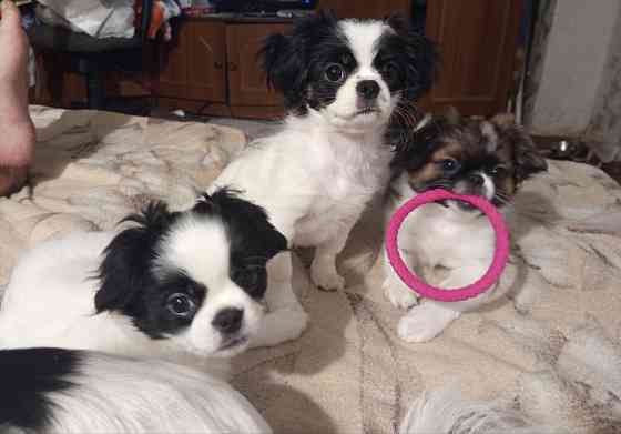 Продаются щенки Японский Хин Донецк