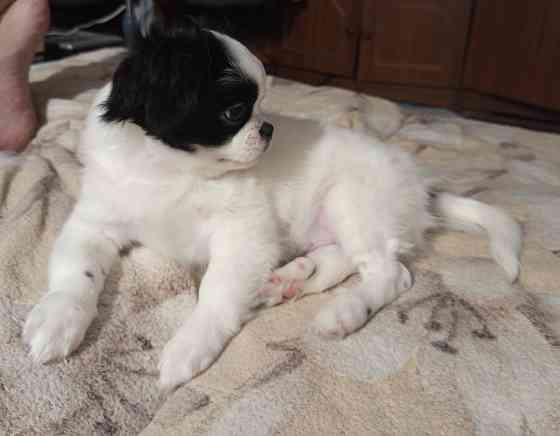 Продаются щенки Японский Хин Донецк