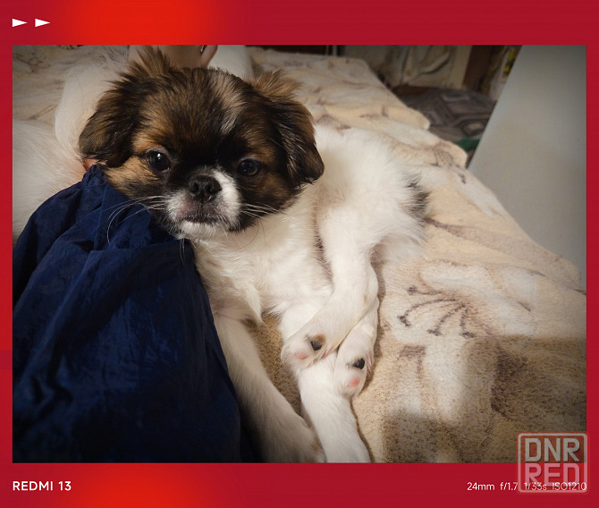 Продаются щенки Японский Хин Донецк - изображение 1