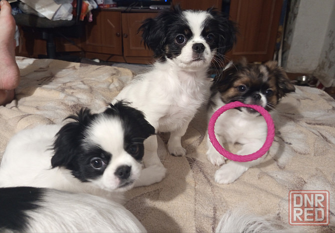 Продаются щенки Японский Хин Донецк - изображение 4