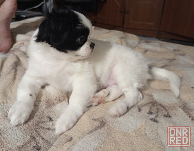 Продаются щенки Японский Хин Донецк - изображение 3