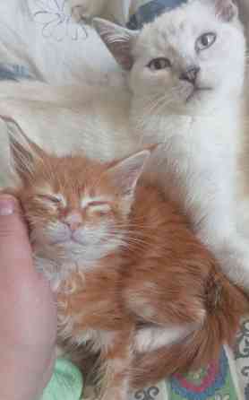 Котенок полу менкун Донецк