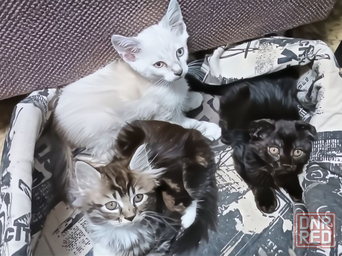 Котенок полу менкун Донецк - изображение 2