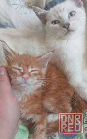 Котенок полу менкун Донецк - изображение 1