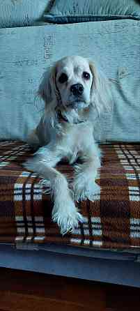 найден золотистый спаниэль-ретривер. Донецк