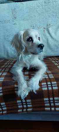 найден золотистый спаниэль-ретривер. Донецк