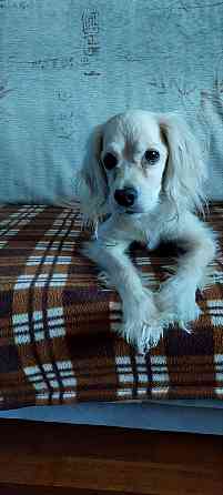 найден золотистый спаниэль-ретривер. Донецк