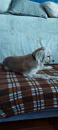 найден золотистый спаниэль-ретривер. Донецк