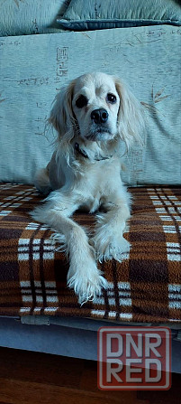 найден золотистый спаниэль-ретривер. Донецк - изображение 3