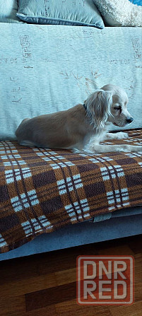 найден золотистый спаниэль-ретривер. Донецк - изображение 7