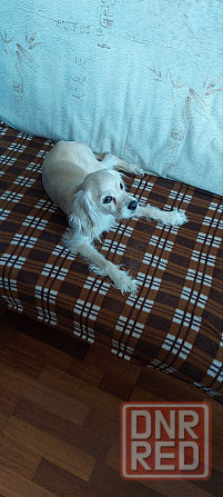 найден золотистый спаниэль-ретривер. Донецк - изображение 5