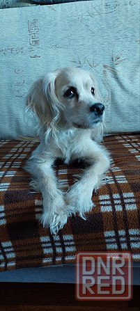 найден золотистый спаниэль-ретривер. Донецк - изображение 4