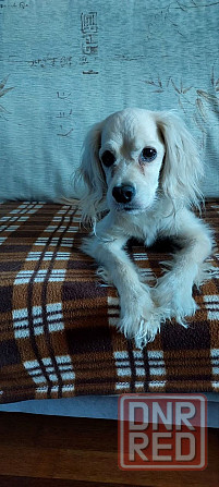 найден золотистый спаниэль-ретривер. Донецк - изображение 1