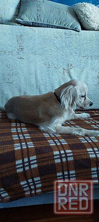 найден золотистый спаниэль-ретривер. Донецк - изображение 2