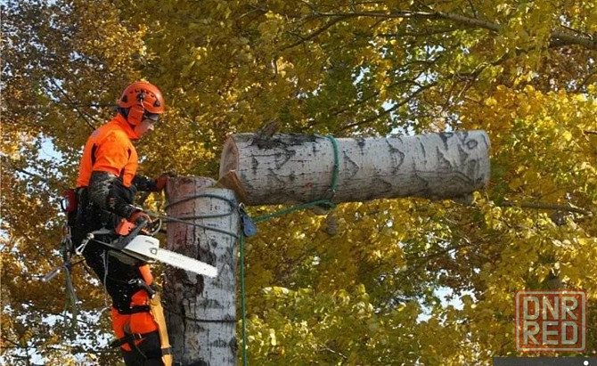 Спил Деревьев Донецк - изображение 1