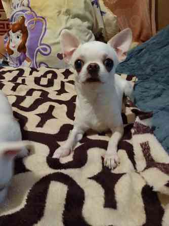 Чихуахуа, мальчики родились 24 сентября Луганск