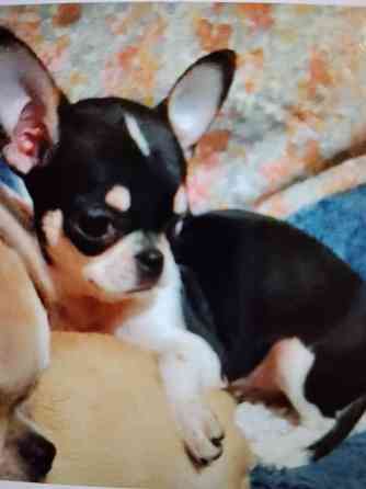 очаровательные щенки чихуахуа Луганск