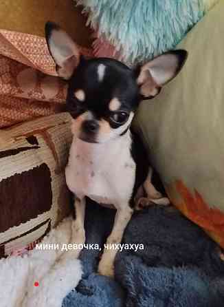 очаровательные щенки чихуахуа Луганск